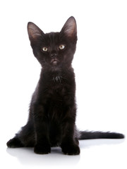 The black kitten sits on a white background.