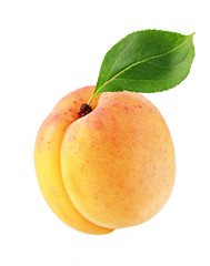apricot