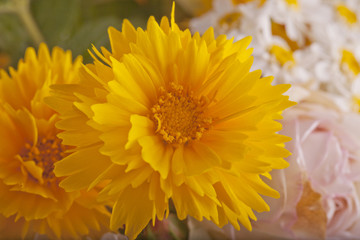 Yellow Dahlia