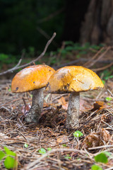 Close-up two Birch Bolete mushroom in forest