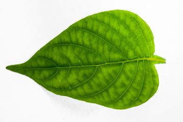 Obraz premium Green leaves isolated, one leaf