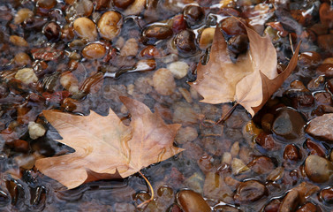 Fallen leaves in a pure stream.