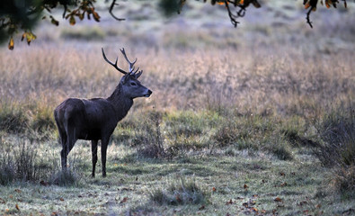 Red deer, Cervus elaphus, male