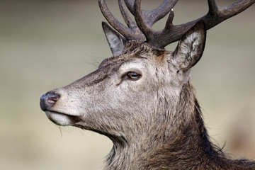 Red deer, Cervus elaphus, male head