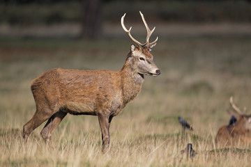 Red deer, Cervus elaphus, male