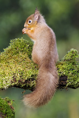 Red squirrel, Sciurus vulgaris, 