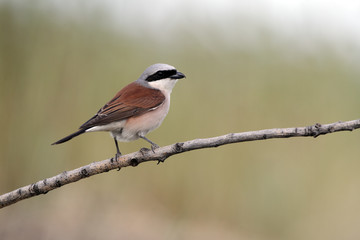 Red-backed shrike, Lanius collurio, MALE
