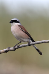 Red-backed shrike, Lanius collurio, MALE