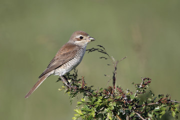 Red-backed shrike, Lanius collurio, FEMALE