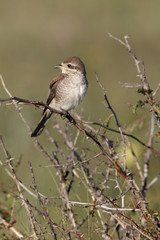 Red-backed shrike, Lanius collurio, FEMALE