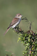 Red-backed shrike, Lanius collurio, FEMALE
