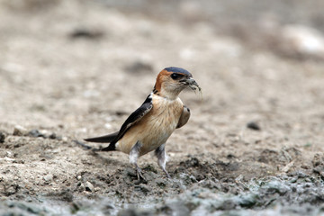 Red-rumped swallow, Hirundo daurica,