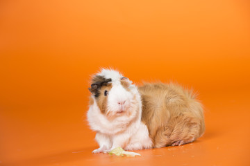 Guinea pig