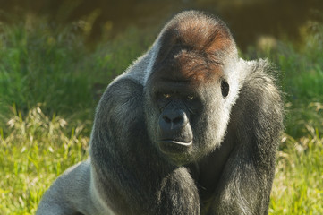 Silverback gorilla