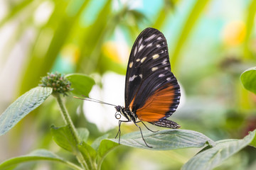 Obraz na płótnie Canvas Golden Helicon Butterfly (heliconius hecale)