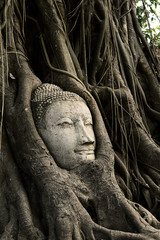 Head Ancient Buddha in the roots