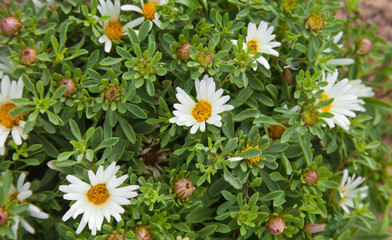 Asteriscus schultzii
