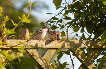 House sparrows on fence with climbers