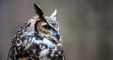 Great Horned Owl