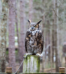 Great Horned Owl