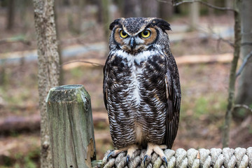 Great Horned Owl
