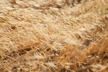 Avena canariensis