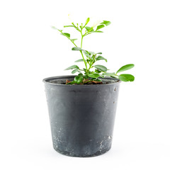 Close-up the tree in flowerpot. Plant in a pot.