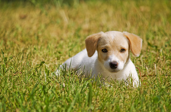 Puppy in grass