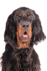 Gordon Setter Portrait