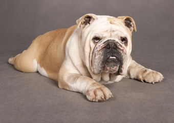 Fototapeta premium dog