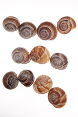 Snails isolated on white background