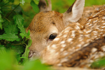 Just born young fallow deer
