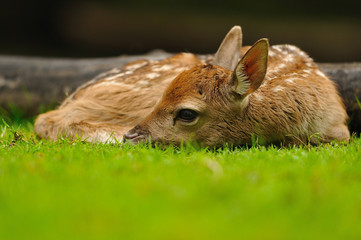 Just born young fallow deer