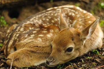 Just born young fallow deer - obrazy, fototapety, plakaty