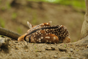 Just born young fallow deer