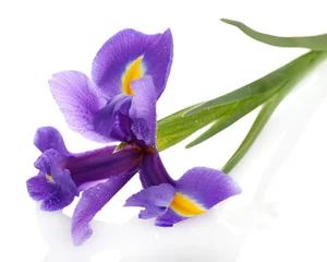 Crédence de cuisine en verre imprimé Iris Purple iris flower, isolated on white