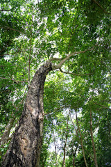 The rubber plantation.