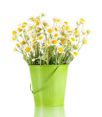 Many chamomile in bucket isolated on white