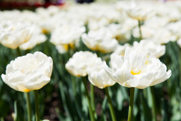 Casablanca tulip