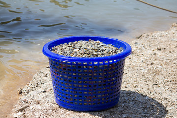 Fresh clams © setagory