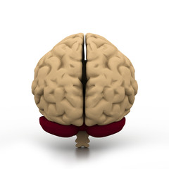 Human brain.