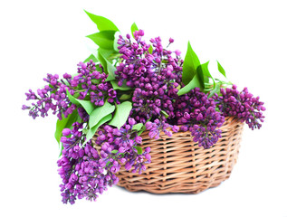 Fototapeta premium Bouquet of a lilac