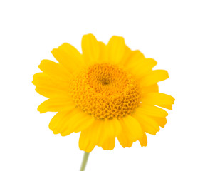 Naklejka premium yellow flower isolated