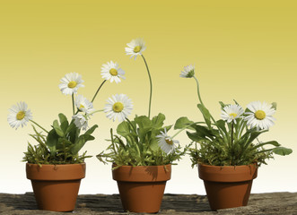 daisy  flowers in terracotta pots