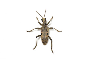 Gefleckter Schmalbock