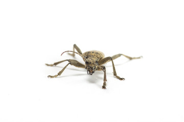 Gefleckter Schmalbock