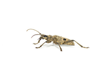 Gefleckter Schmalbock