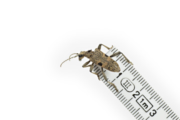 Gefleckter Schmalbock