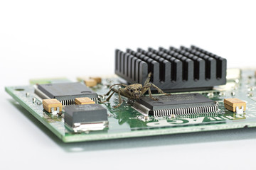 Computer Bug