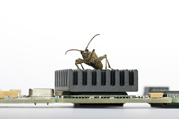 Computer Bug